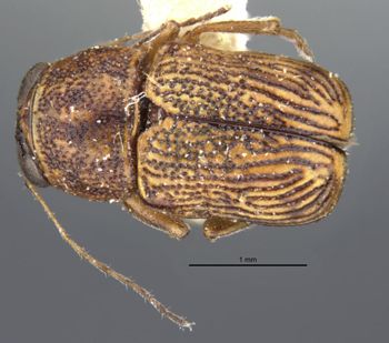 Media type: image;   Entomology 24943 Aspect: habitus dorsal view